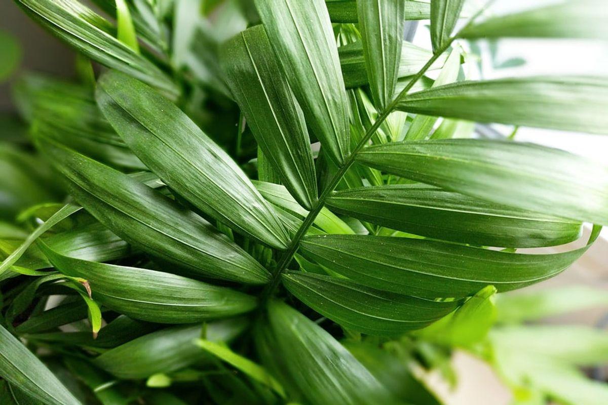 Parlor Palm - Scandinavian