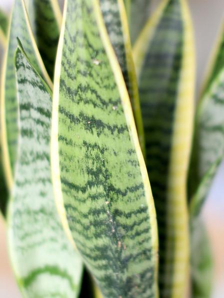 Snake Plant Laurentii