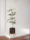Black Olive Tree