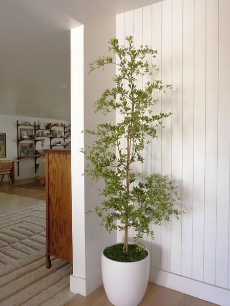 Black Olive Tree