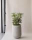 Dracaena Song of India