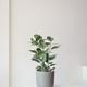 Ficus Audrey