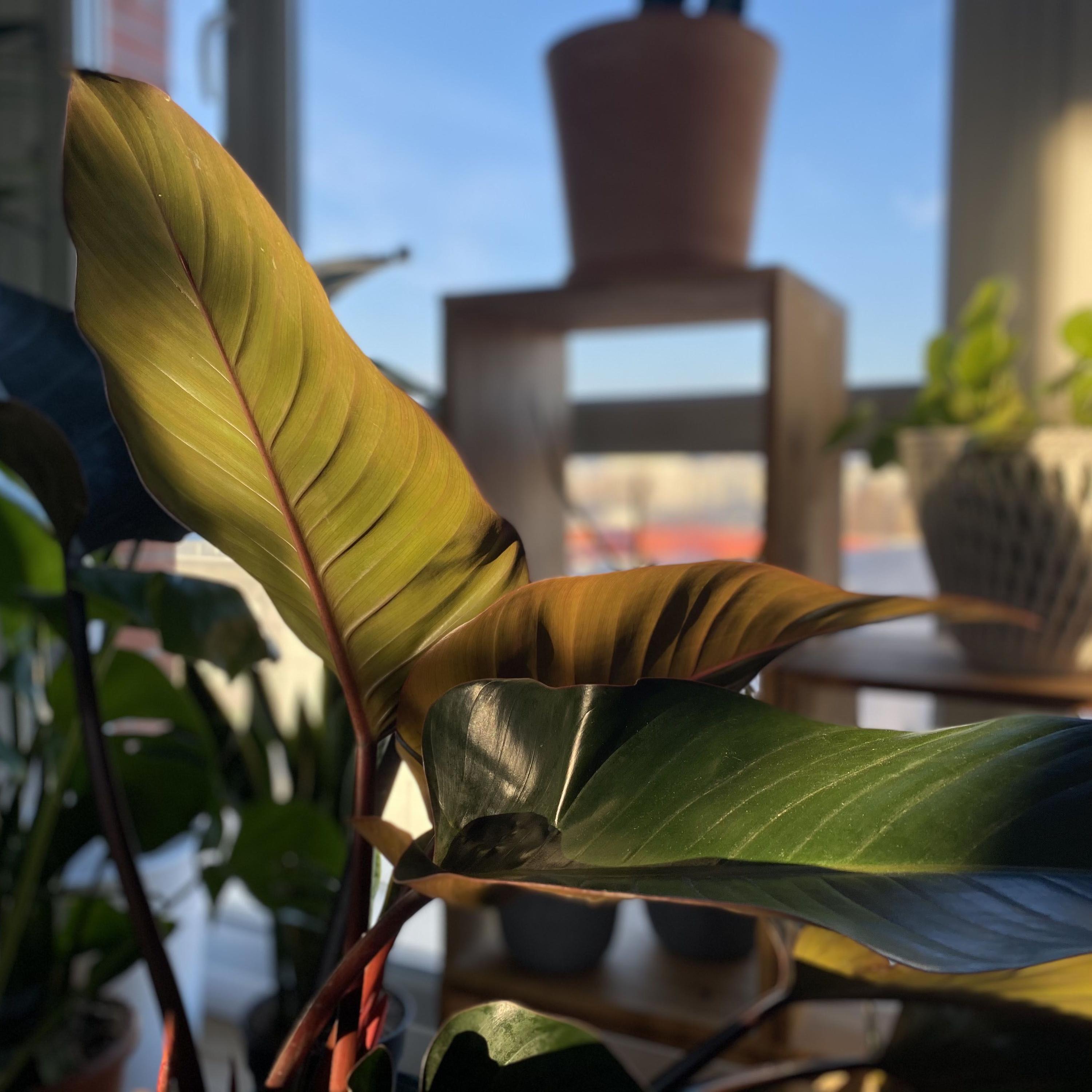 Philodendron Red Beauty