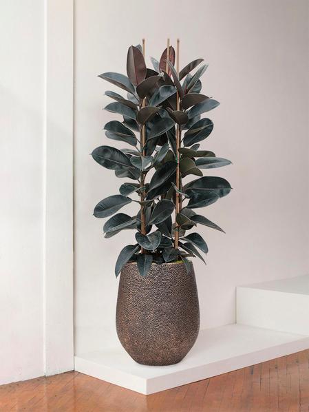 Ficus Elastica Abidjan