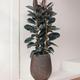 Ficus Elastica Abidjan