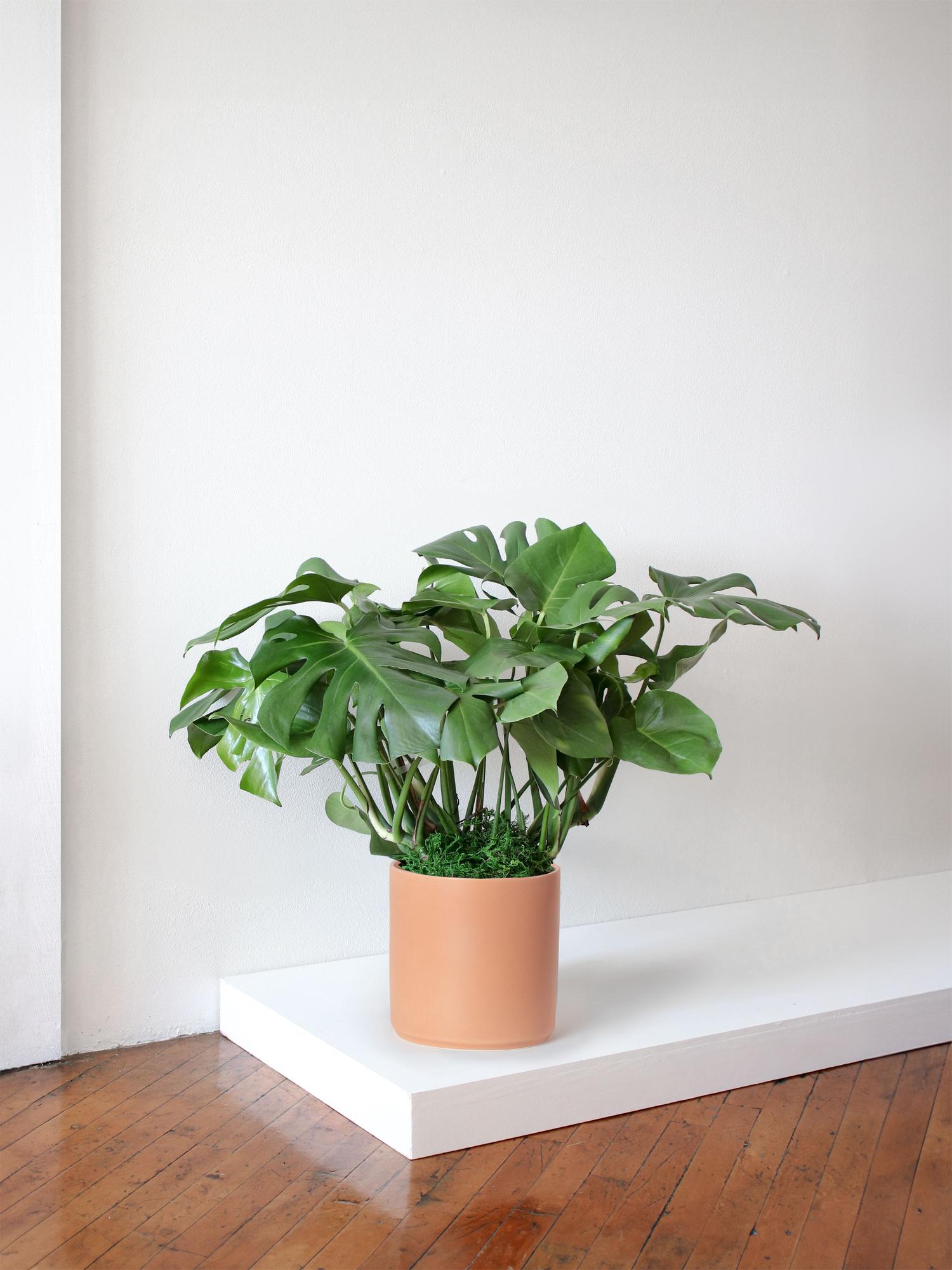 monstera-deliciosa-coral-mid-