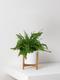 Boston Fern