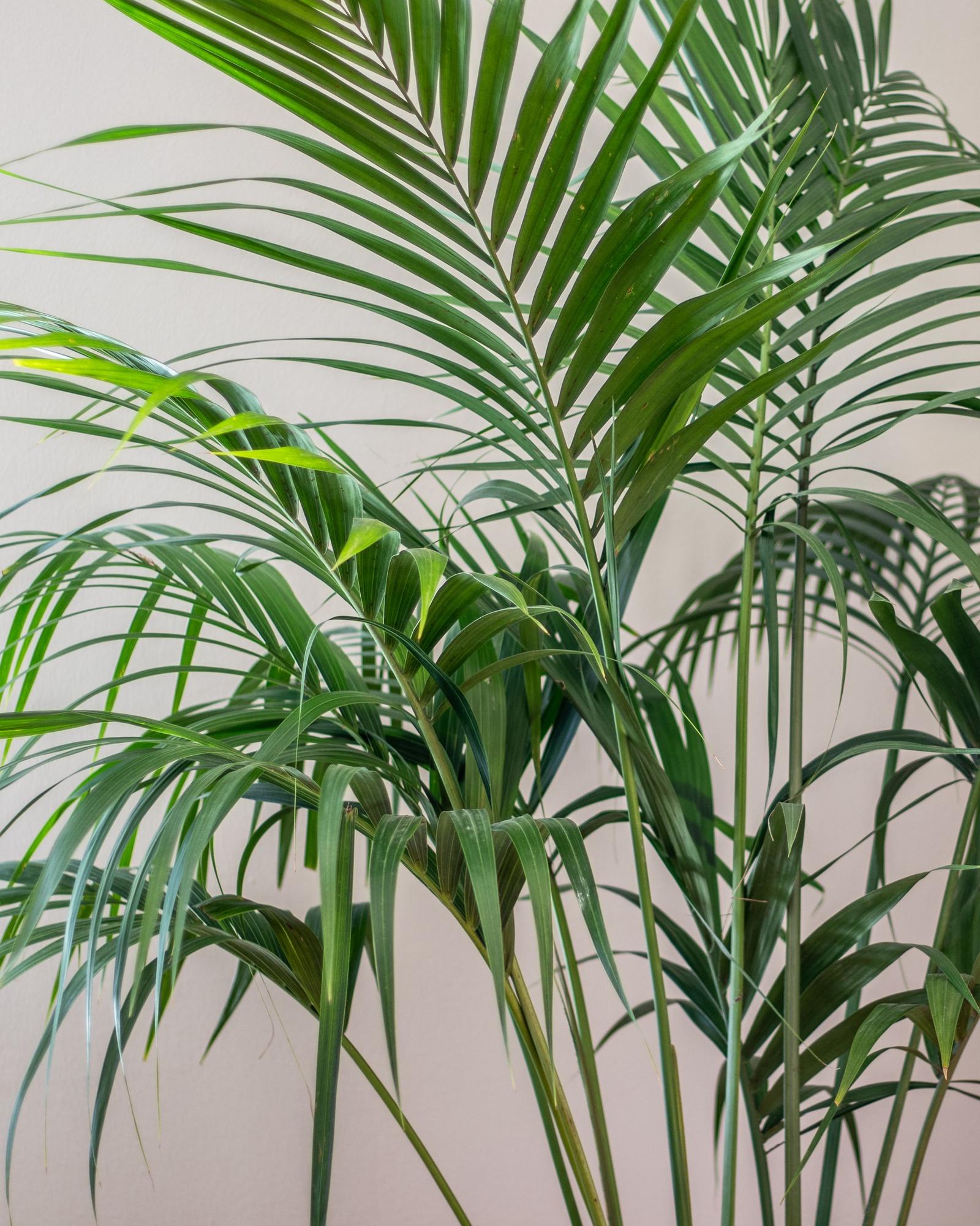 Kentia Palm - Black Ceramic & Dark Stand