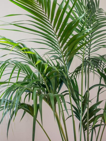 Kentia Palm