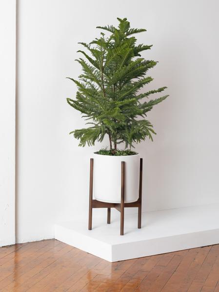 Norfolk Island Pine