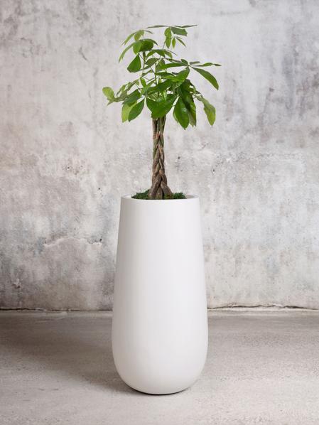 Braided Money Tree