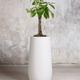 Braided Money Tree