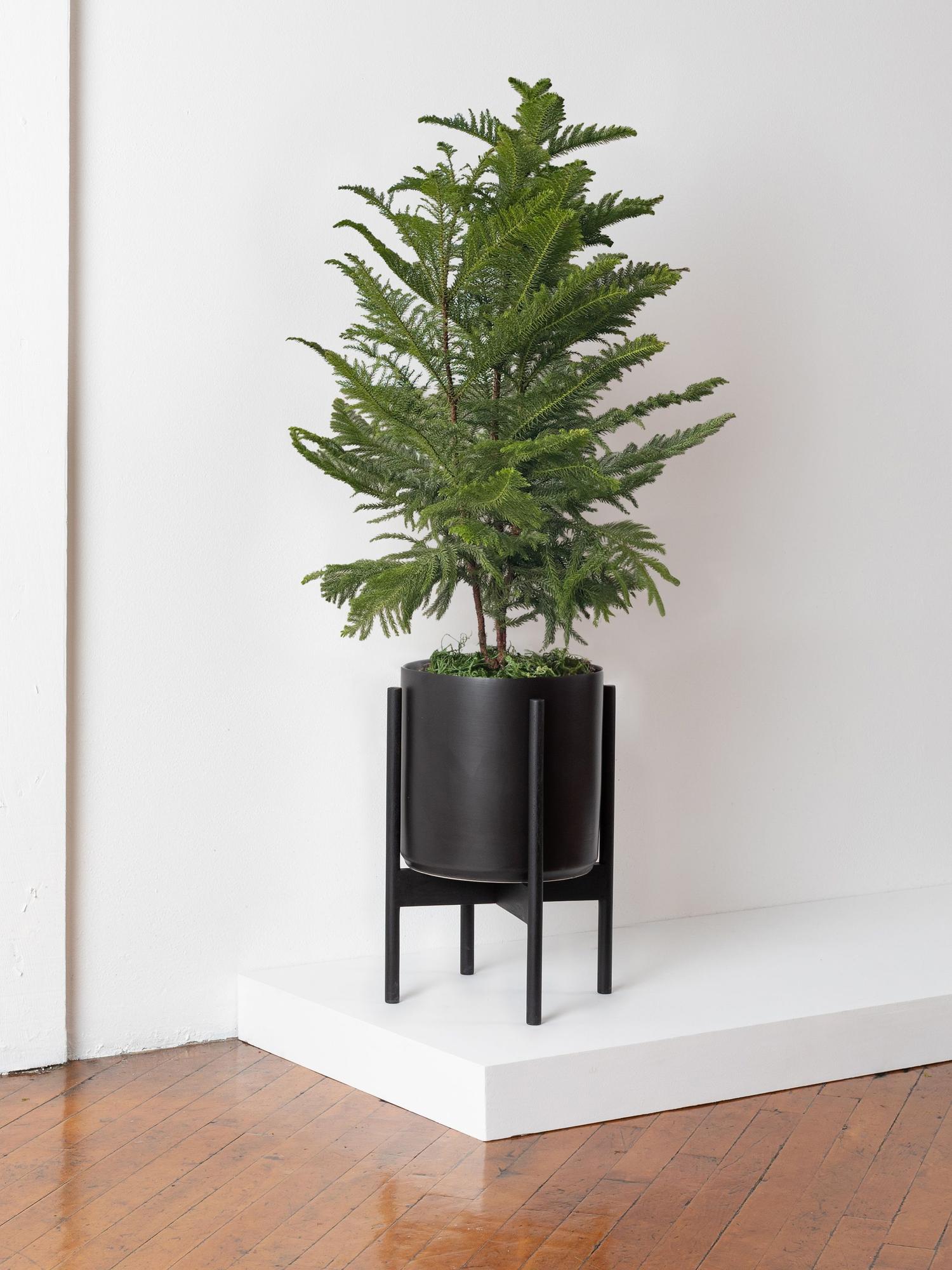 Norfolk Island Pine