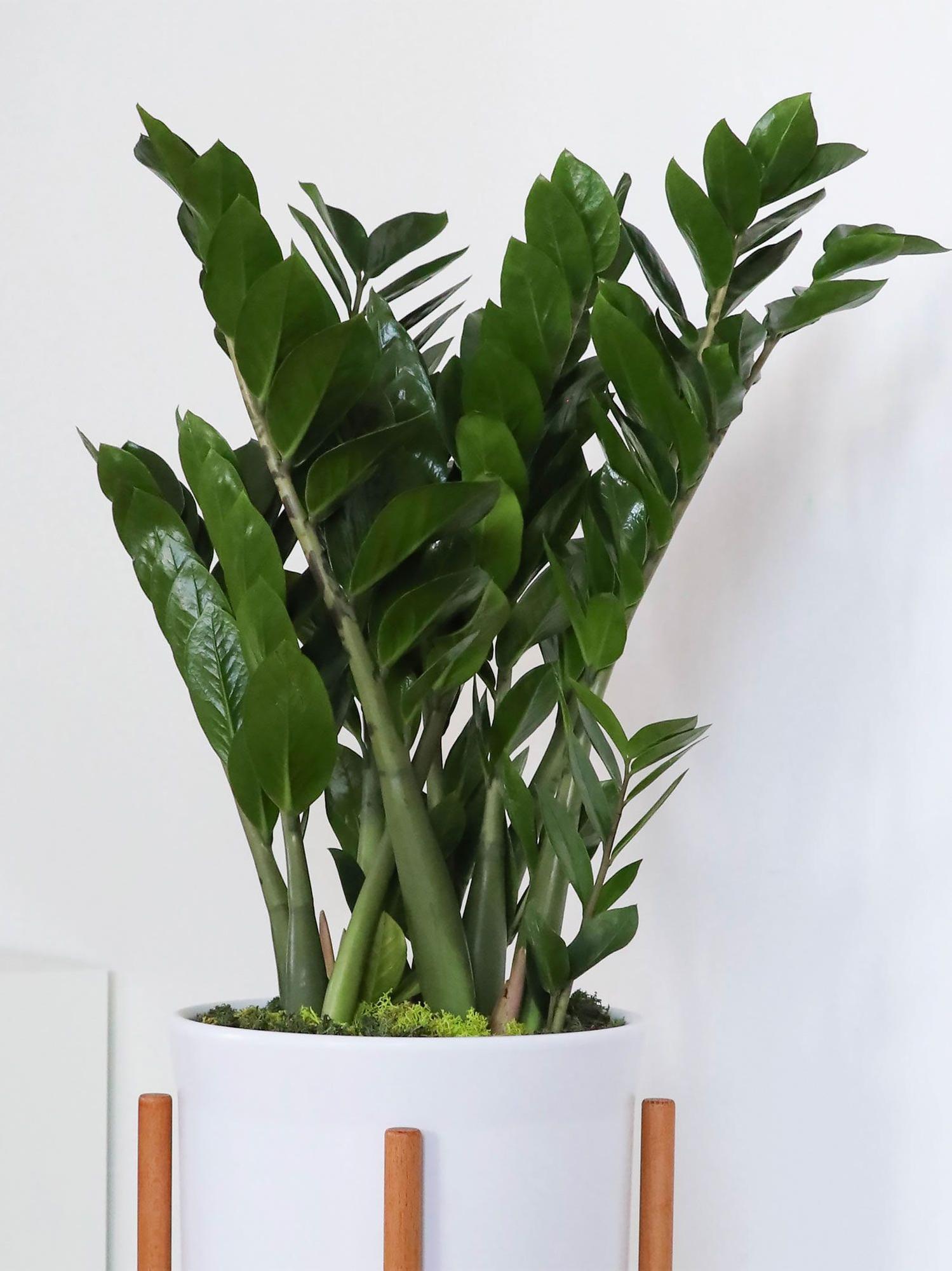 Joyau de Zanzibar - Mid-Century