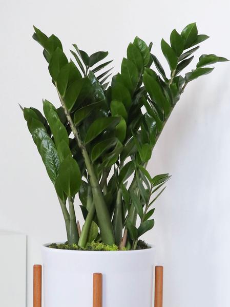 Joyau de Zanzibar - Mid-Century