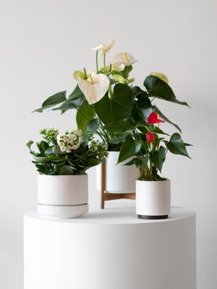 Gifts for plant lovers