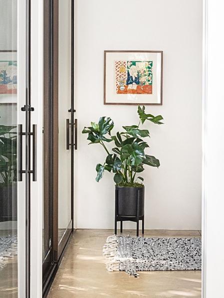 Monstera Deliciosa