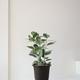 Ficus Audrey
