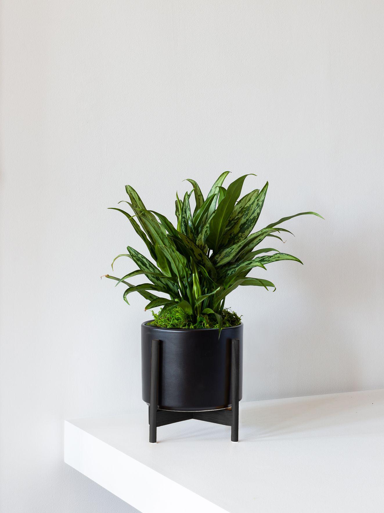 Tiger Evergreen - Black Mid-Century Ceramic + Black Wood Stand 