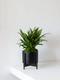 Tiger Evergreen