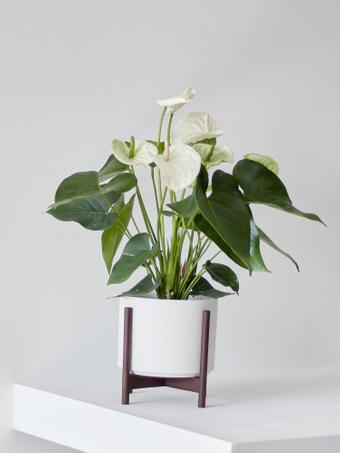 indoor plants picture