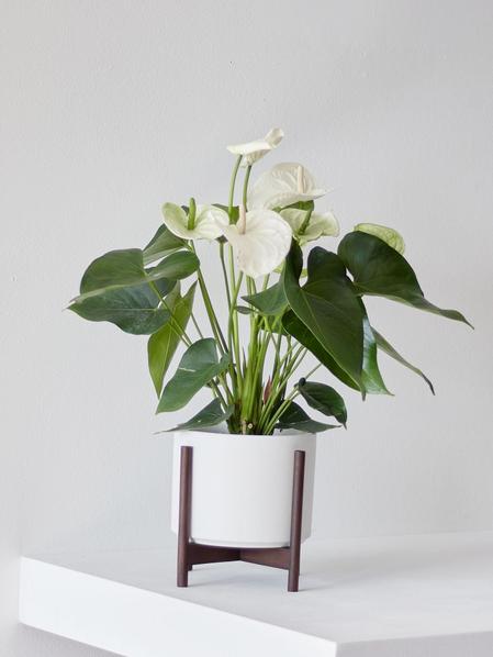 Anthurium - Queen of Spades