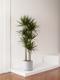 Dragon Tree