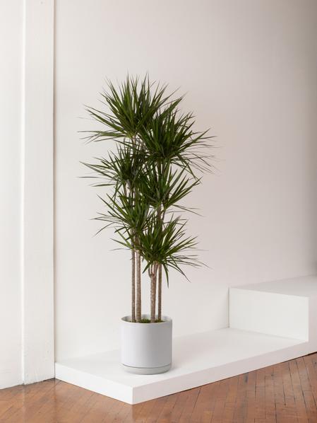 Dragon Tree