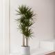 Dragon Tree