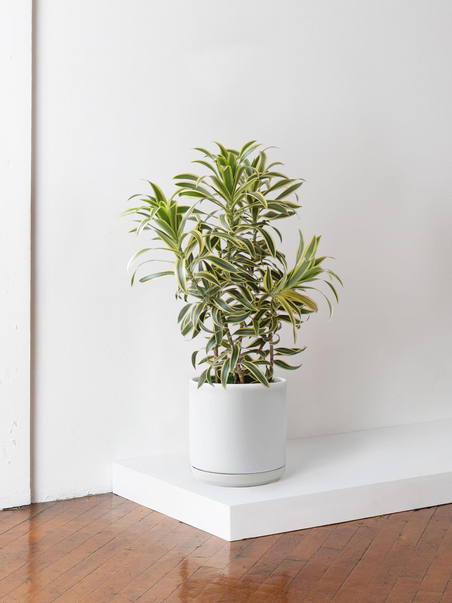 Dracaena Song of India