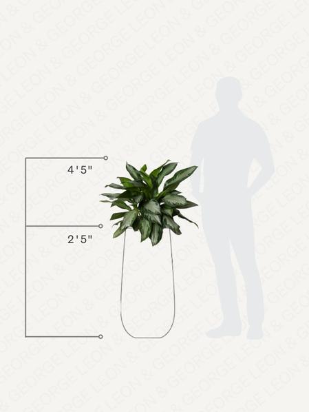 Silver Evergreen