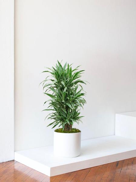 Dracaena Deremensis