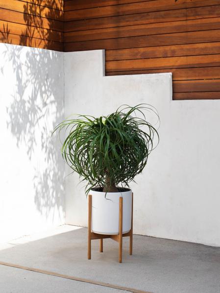 Ponytail Palm
