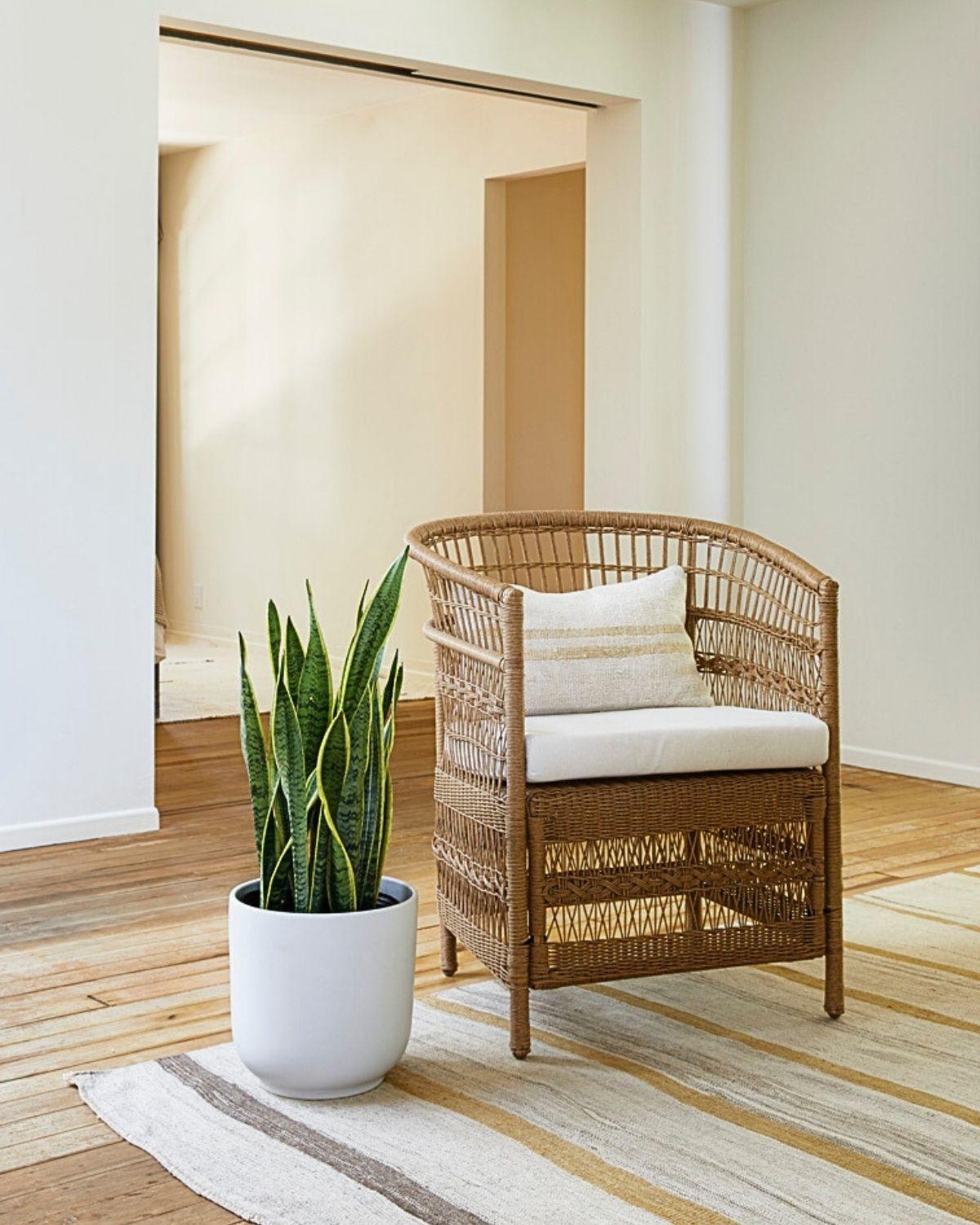 Snake Plant Laurentii