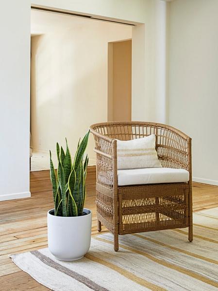 Snake Plant Laurentii