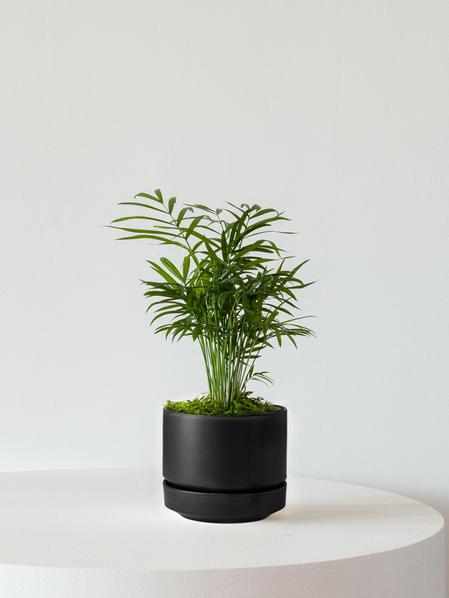 Parlor Palm