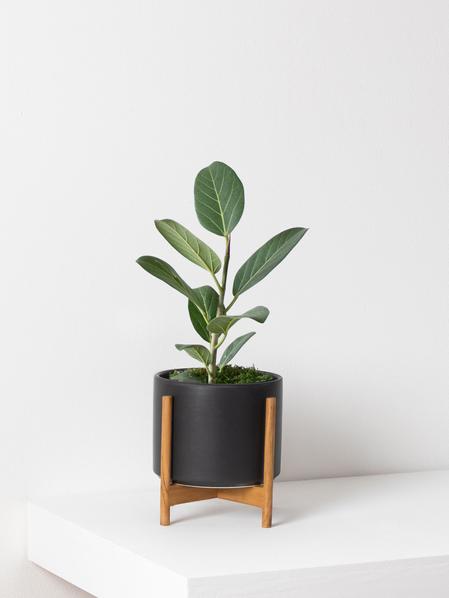 Ficus Audrey Plant