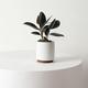 Rubber Plant