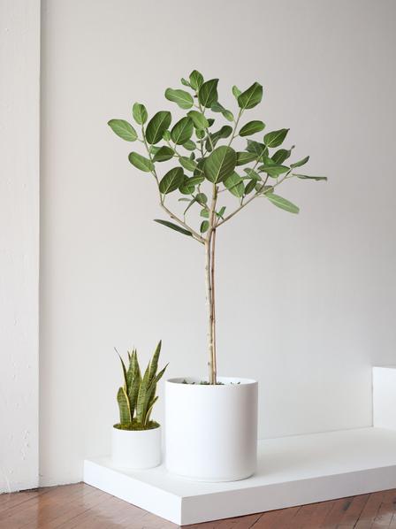 Ficus Audrey Tree