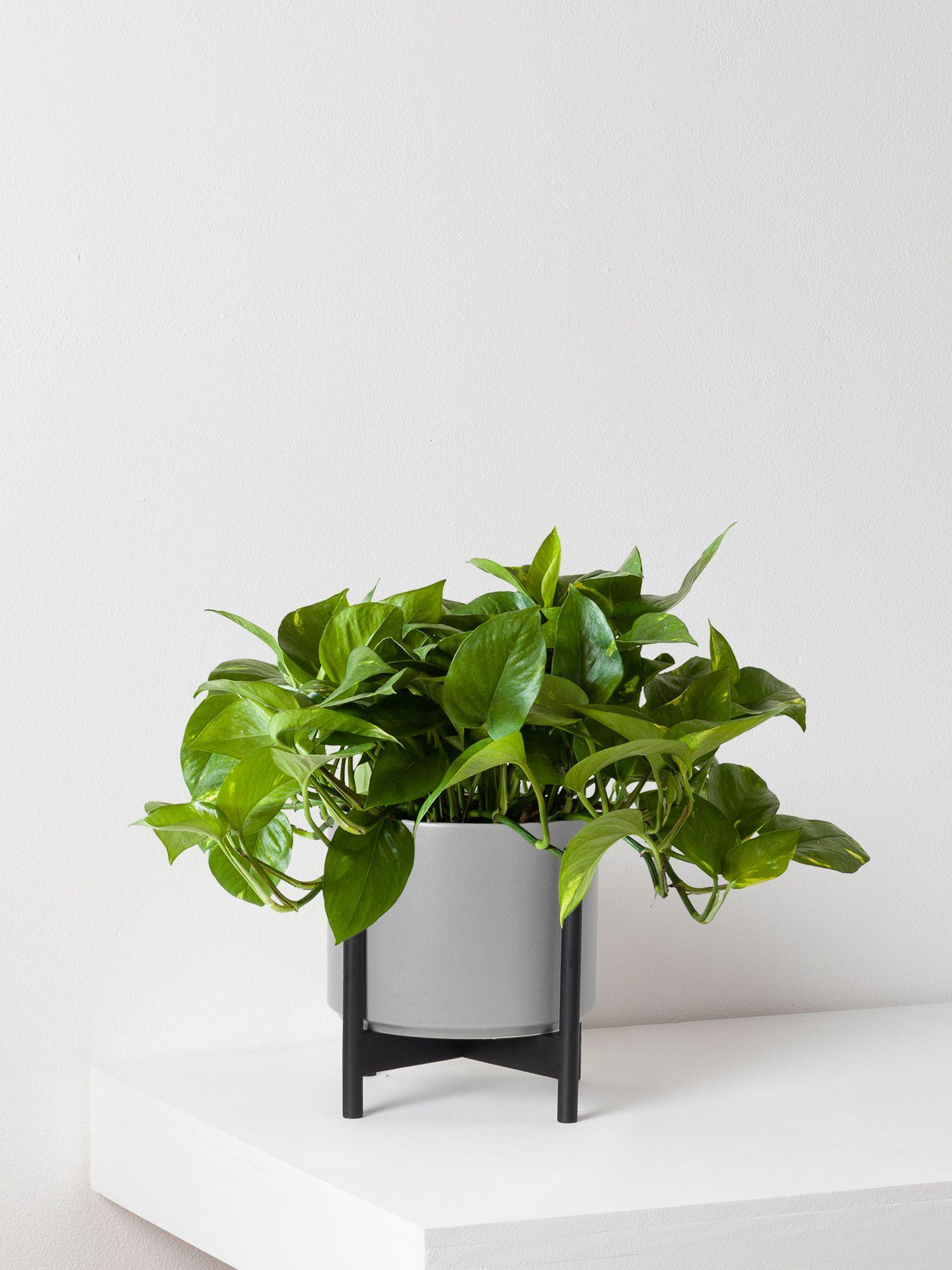 Cascading Pothos Medium (1 - 1½ ft tall) – Gray Mid-Century Ceramic ...