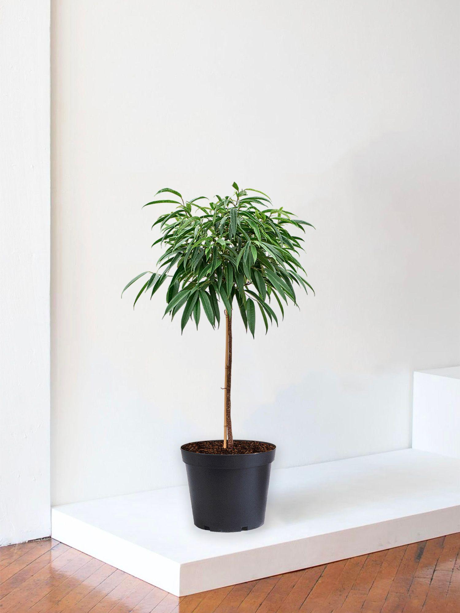 Arbre Ficus Alii