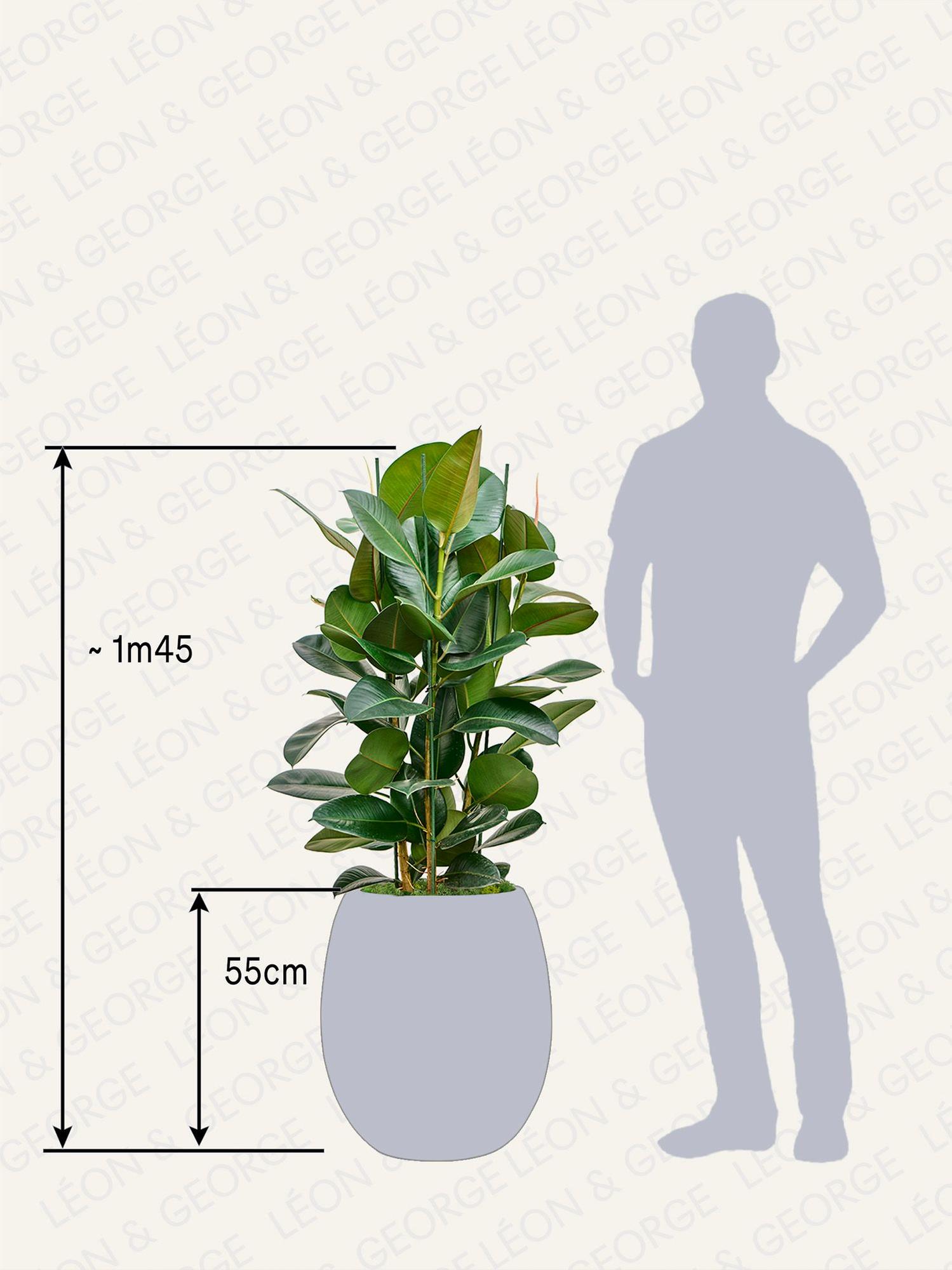 Ficus Elastica Robusta