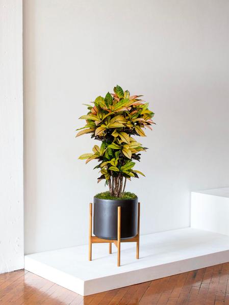 Croton Miss Iceton