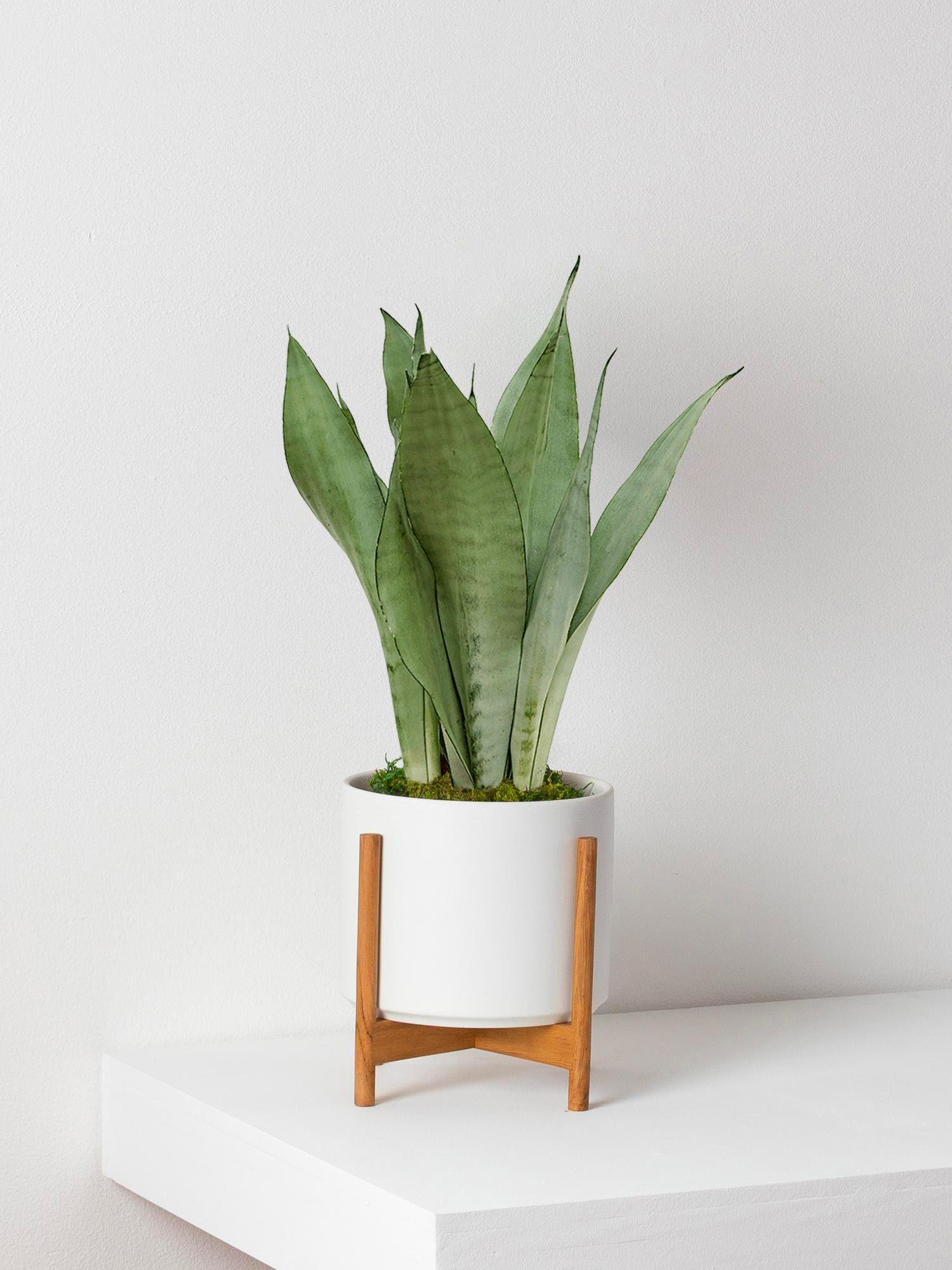 Sansevieria Moonshine