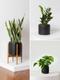 L Easy Care Plant Bundle