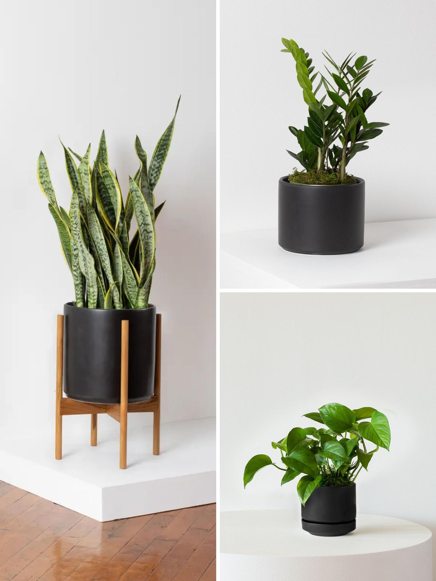 L Easy Care Plant Bundle Large (Three Sets in One) – White Mid