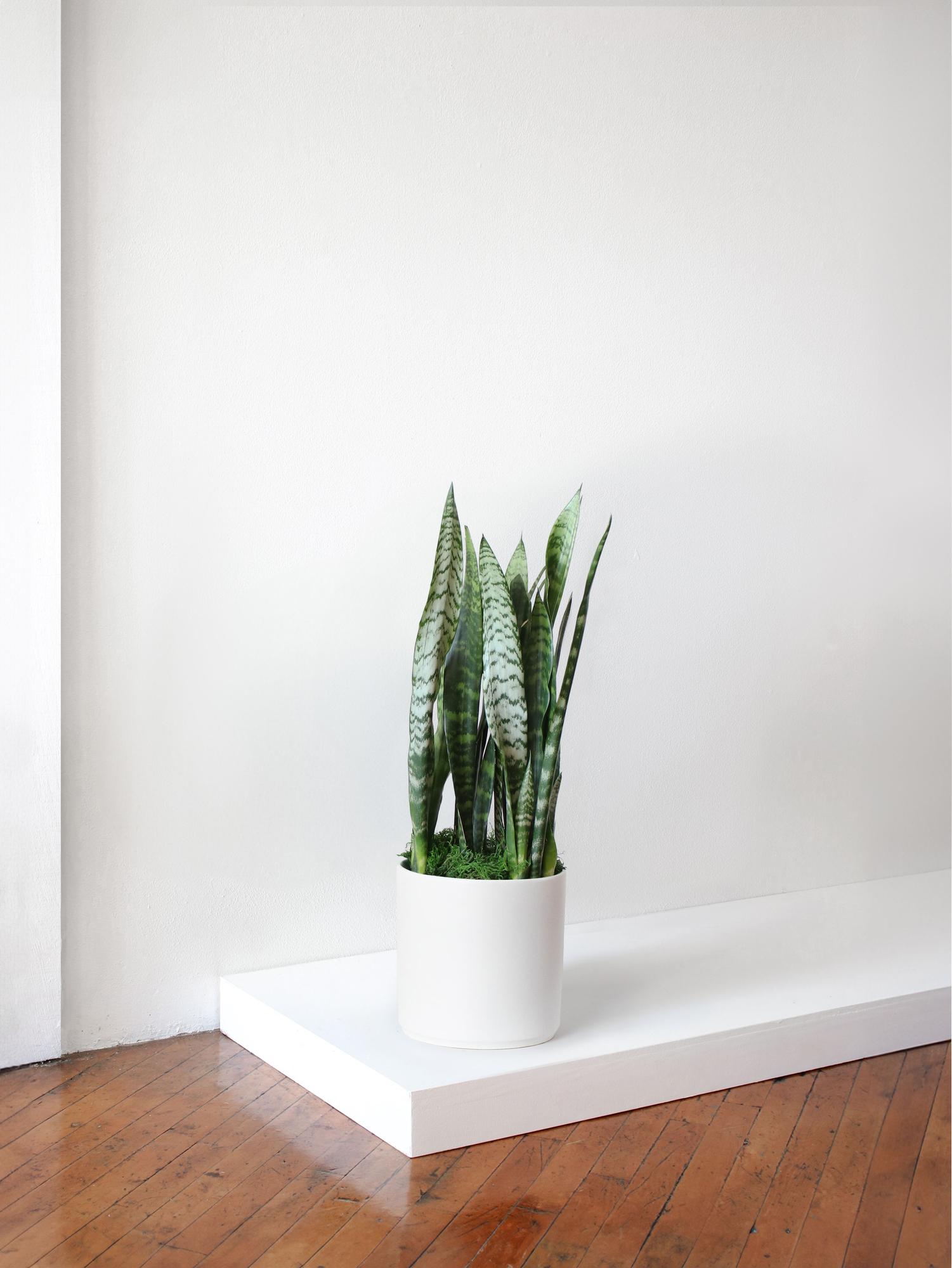 black-coral-snake-plant-white-