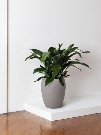 indoor plants picture