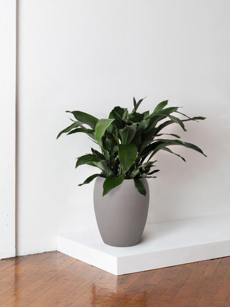 Cast Iron Plant