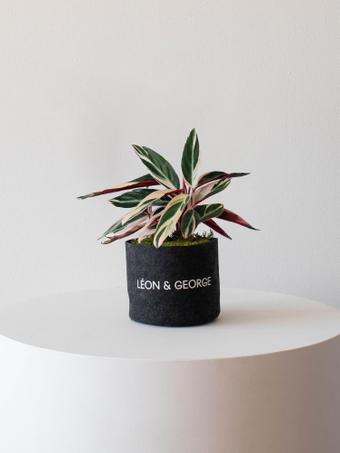 indoor plants picture